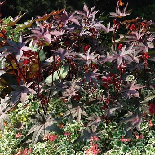 Ricinus Seeds - Bright Red